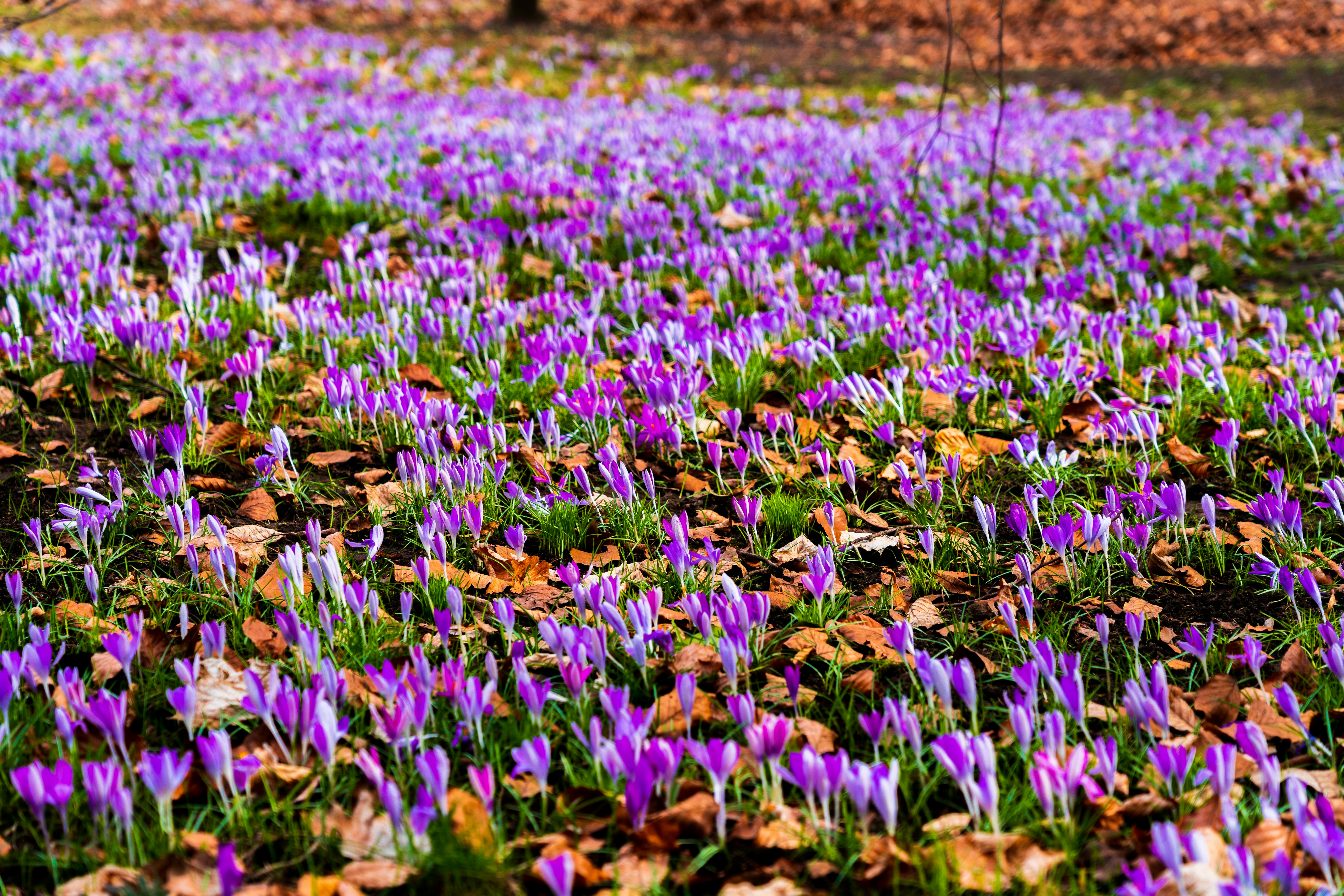 purple flower field during daytime